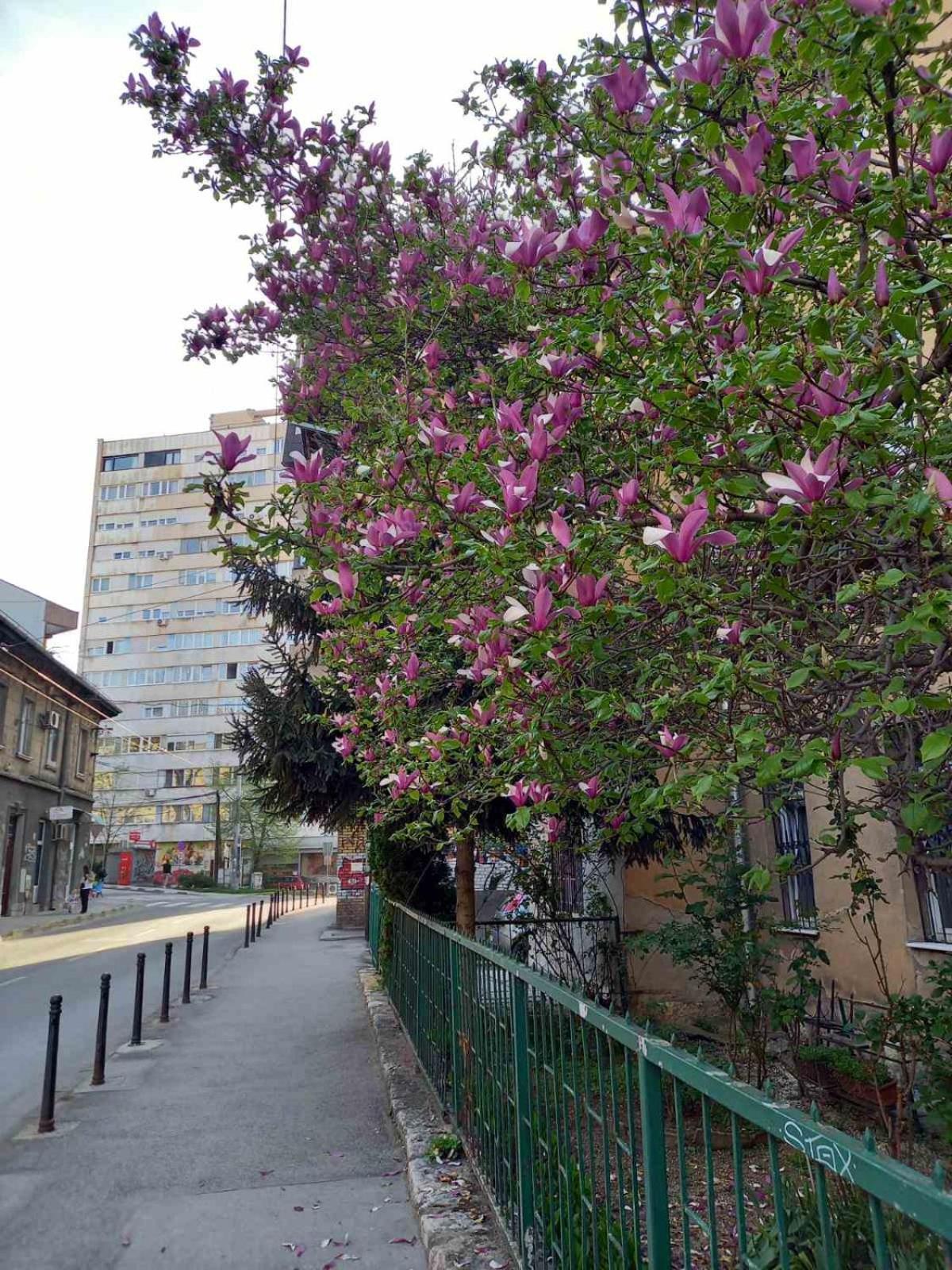 Hansa Apartment Saraybosna Dış mekan fotoğraf